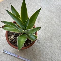 アガベ　ベネズエラ　観葉植物の画像