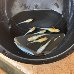 凛華紅白メダカの画像