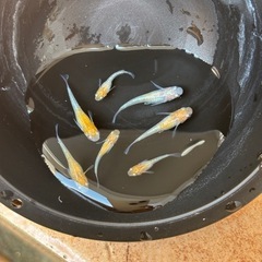凛華紅白メダカの画像