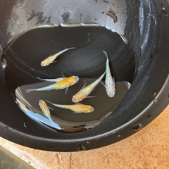 凛華紅白メダカの画像