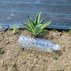 アガベ　ベネズエラ子株の画像