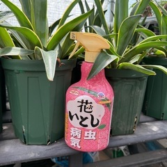 アガベ ベネズエラの画像