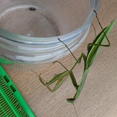 北海道産天然カマキリ♀1匹の画像