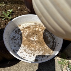 植木鉢プラスチック　の画像
