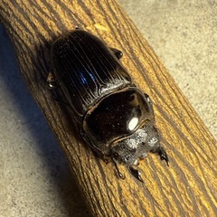 [国産オオクワガタNO:164] 　能勢産60ミリペアー の画像