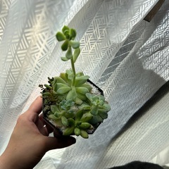 多肉植物⑨黒い鉢付き寄せ植えの画像