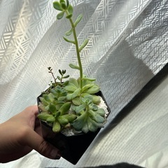 多肉植物⑨黒い鉢付き寄せ植えの画像