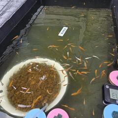 メダカ(紅白更紗)10匹の画像