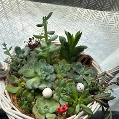 多肉植物⑩白い編みかご寄せ植えくるみの殻など飾り付きの画像