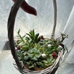 多肉植物⑩白い編みかご寄せ植えくるみの殻など飾り付きの画像