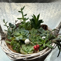 多肉植物⑩白い編みかご寄せ植えくるみの殻など飾り付きの画像