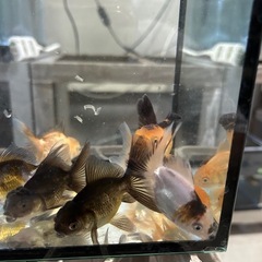 里親募集　
金魚　ローズテール の画像