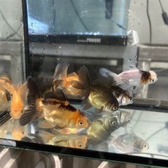 里親募集　
金魚　ローズテール の画像