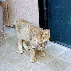 生後３ヶ月位　保護当時、目やにがひどくガリガリに痩せていた…
