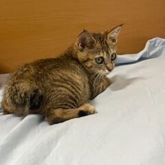 生後３ヶ月位　保護当時、目やにがひどくガリガリに痩せていたメメちゃん【8月24日(日曜日)　🌟久留米市野中町ログハウス🌟譲渡会🌟】 − 福岡県