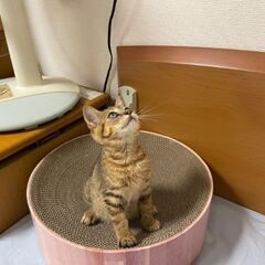 生後３ヶ月位　保護当時、目やにがひどくガリガリに痩せていたメメちゃん【8月24日(日曜日)　🌟久留米市野中町ログハウス🌟譲渡会🌟】 - 猫