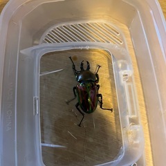 クワガタの画像