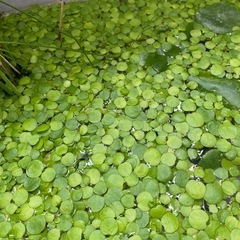 アマゾンフロッグピット　水草　水生植物　ビオトープ　メダカ　植物　観葉植物の画像