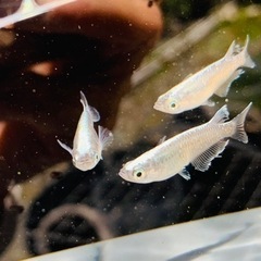 めだかの針子種類色々30匹＋αの画像