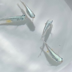 めだかの針子種類色々30匹＋αの画像
