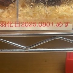 カブクワ、プラキオドンネブトの画像