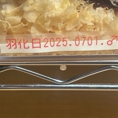 カブクワ、プラキオドンネブトの画像