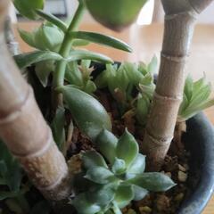 成金草　金のなる木　運気　観葉植物　多肉の画像