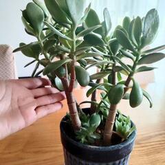 成金草　金のなる木　運気　観葉植物　多肉の画像