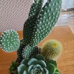 多肉　サボテン　寄せ植え　和　陶器鉢の画像