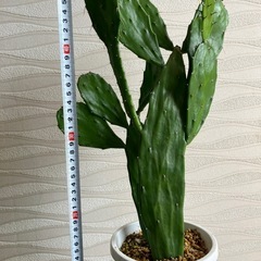 【観葉植物】ウチワサボテンの画像