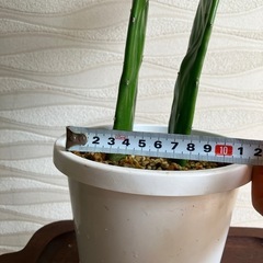 【観葉植物】ウチワサボテンの画像