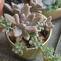 多肉　サボテン　寄せ植え　4鉢　アソート　の画像