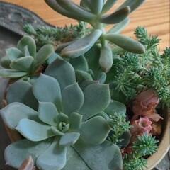 多肉　サボテン　寄せ植え　4鉢　アソート　の画像