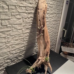 流木 アクアリウム 爬虫類 ハンドメイド No.4の画像