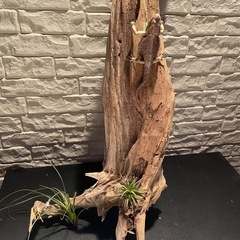 流木 アクアリウム 爬虫類 ハンドメイド No.4の画像