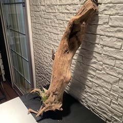 流木 アクアリウム 爬虫類 ハンドメイド No.4の画像