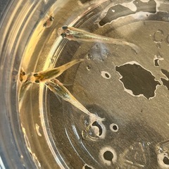 メダカ成魚50匹ＭＩＸの画像