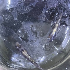 メダカ成魚50匹ＭＩＸの画像