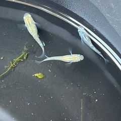 メダカ成魚50匹ＭＩＸの画像
