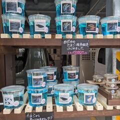 新鮮生クロレラ　90ミリ　500円　Googleマップ「アメシンメダカ」で検索👍　宜野湾市大謝名小学校の裏門前の画像