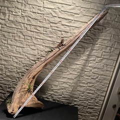 流木 アクアリウム 爬虫類 ハンドメイド No.5の画像