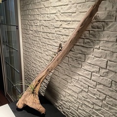 流木 アクアリウム 爬虫類 ハンドメイド No.5の画像