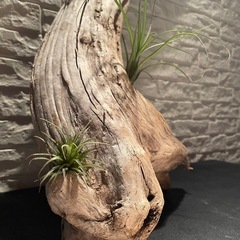 流木 アクアリウム 爬虫類 ハンドメイド No.5の画像