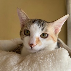 【譲渡完了】幸せになりたいパステルな三毛猫の女の子