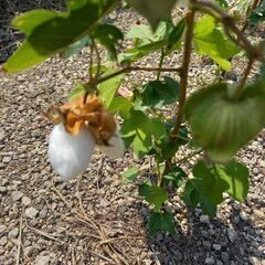 綿花の種子(わた)来年春用のたね★モコモコの綿が収穫できますの画像