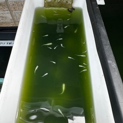 めだか 高級メダカ種類もいます。の画像
