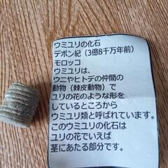 化石の画像