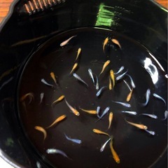 MIX🌇メダカ🌇若魚33匹の画像