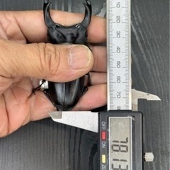 [国産オオクワガタNO:165]YG871系統  78ミリペアー の画像