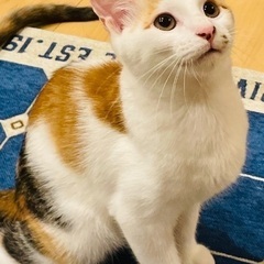 4ヶ月の子猫たち❗️